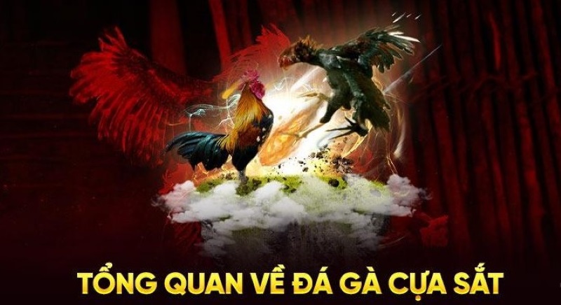 Đá gà cựa sắt - Bật mí cách chọn chiến kê cho thành viên - Trang Chính Thức Fun88.com 2026