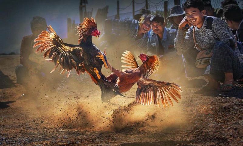 Đá gà cựa sắt - Bật mí cách chọn chiến kê cho thành viên - Trang Chính Thức Fun88.com 2026