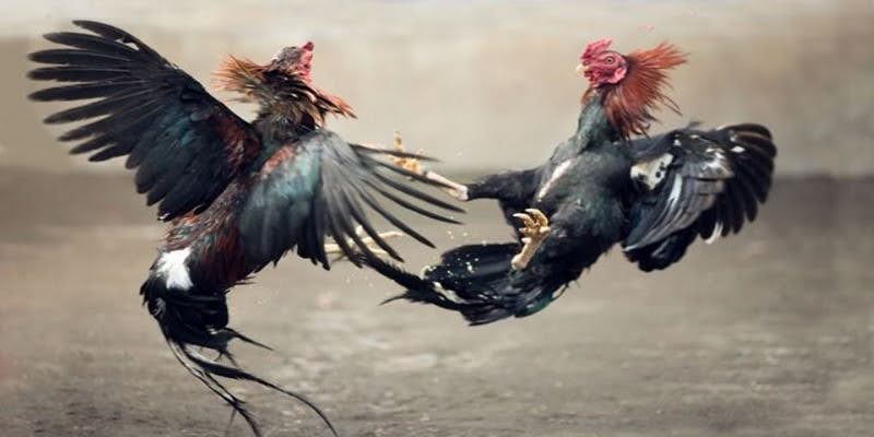 Trận Đá Gà 24 Tỷ - Màn Đối Đầu Khiến Cộng Đồng Chấn Động - Trang Chính Thức Fun88.com 2026