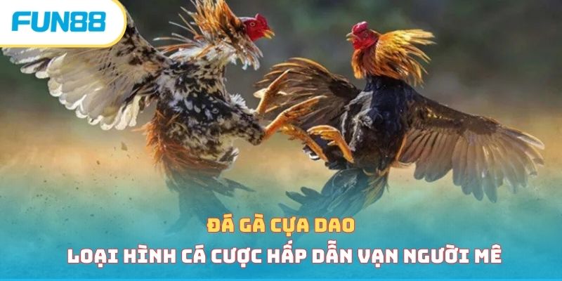 Đá Gà Cựa Dao - Loại Hình Cá Cược Hấp Dẫn Vạn Người Mê