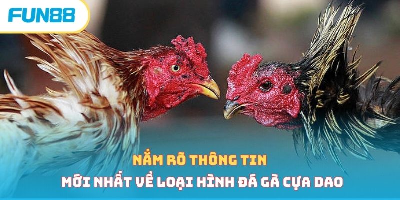 Đá Gà Cựa Dao - Loại Hình Cá Cược Hấp Dẫn Vạn Người Mê