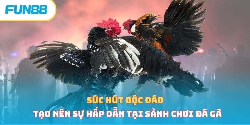Đá Gà Cựa Dao - Loại Hình Cá Cược Hấp Dẫn Vạn Người Mê