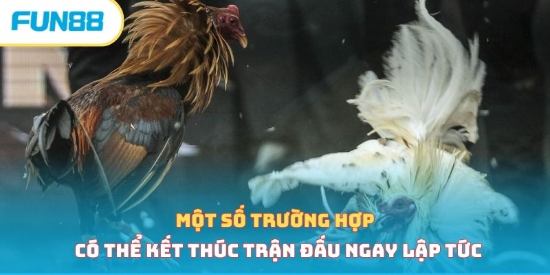 Đá Gà Cựa Dao - Loại Hình Cá Cược Hấp Dẫn Vạn Người Mê