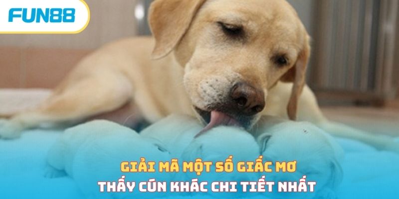 Mơ thấy chó là điềm xấu hay tốt - Giải mã bí ẩn chi tiết
