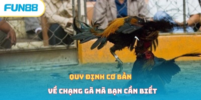 Xem Đá Gà Trực Tiếp Cực Kỳ Gây Cấn Cùng Nhà Cái Fun88
