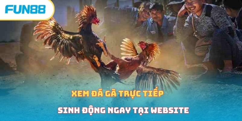 Xem Đá Gà Trực Tiếp Cực Kỳ Gây Cấn Cùng Nhà Cái Fun88