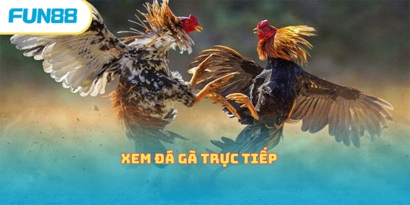 Xem Đá Gà Trực Tiếp Cực Kỳ Gây Cấn Cùng Nhà Cái Fun88