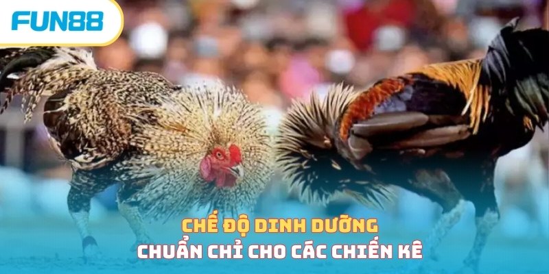 Cách huấn luyện gà chọi - Hướng dẫn cơ bản cho người mới