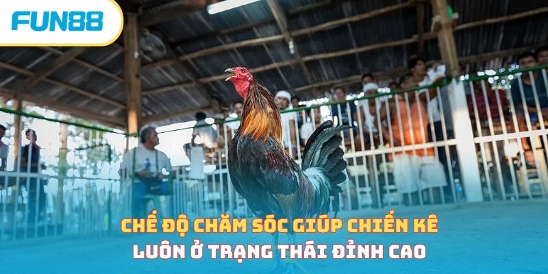 Cách huấn luyện gà chọi - Hướng dẫn cơ bản cho người mới
