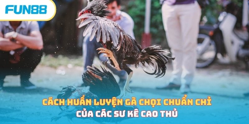 Cách huấn luyện gà chọi - Hướng dẫn cơ bản cho người mới