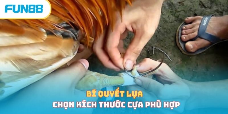 Cách Lên Cựa Gà Chính Xác Giúp Chiến Kê Bất Bại Tại Sới 