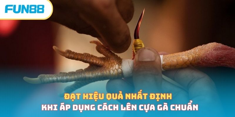 Cách Lên Cựa Gà Chính Xác Giúp Chiến Kê Bất Bại Tại Sới 