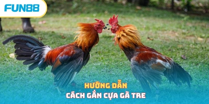 Cách Lên Cựa Gà Chính Xác Giúp Chiến Kê Bất Bại Tại Sới 