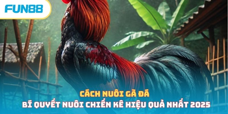 Đá gà - Trang Chính Thức Fun88.com 2026