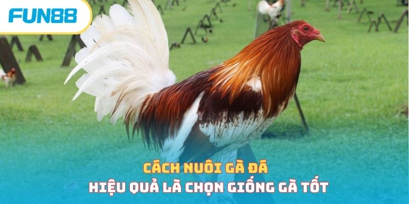 Cách Nuôi Gà Đá - Bí Quyết Nuôi Chiến Kê Hiệu Quả Nhất 2026