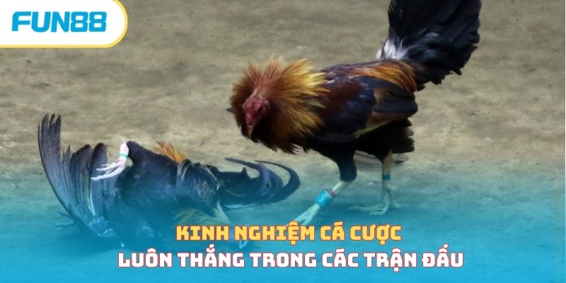 Đá Gà Campuchia - Sân Chơi Gay Cấn, Hồi Hộp Bậc Nhất Châu Á