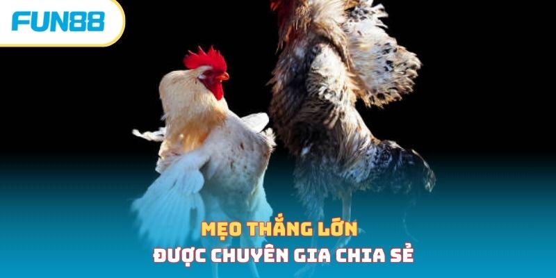 Siêu Phẩm Đá Gà Thomo - Cách Chơi Và Luật Chơi Bất Bại 