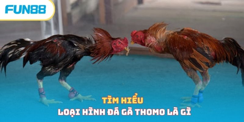 Siêu Phẩm Đá Gà Thomo - Cách Chơi Và Luật Chơi Bất Bại 
