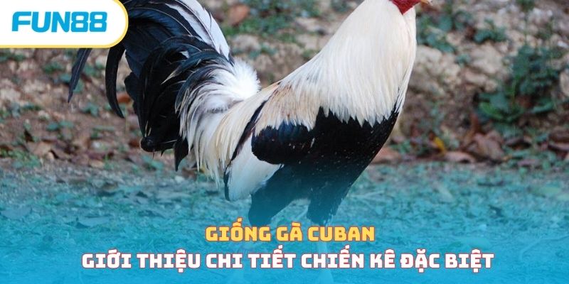 Đá gà - Trang Chính Thức Fun88.com 2026