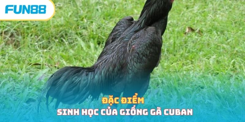 Giống Gà Cuban - Giới Thiệu Chi Tiết Chiến Kê Đặc Biệt