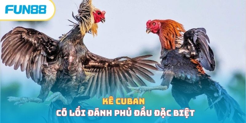 Giống Gà Cuban - Giới Thiệu Chi Tiết Chiến Kê Đặc Biệt
