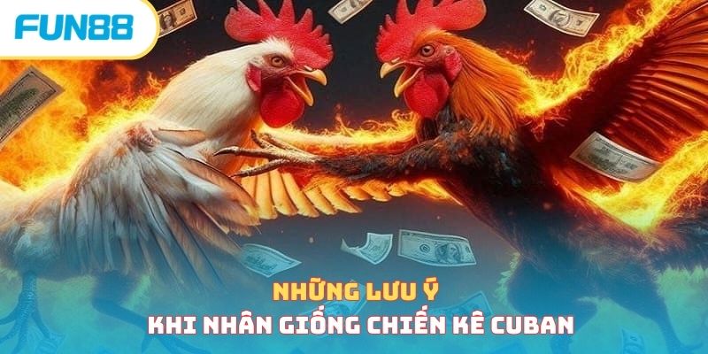 Giống Gà Cuban - Giới Thiệu Chi Tiết Chiến Kê Đặc Biệt