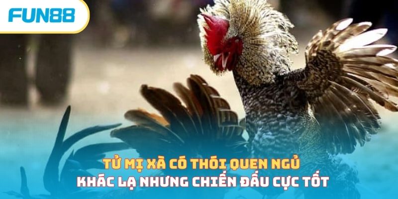 Gà Tử Mị - Linh Kê Quý Hiếm Trên Mọi Mặt Trận Chiến Trường