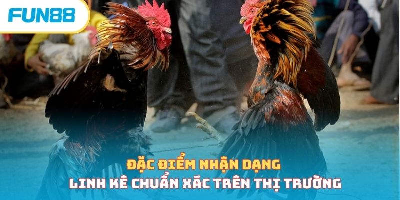 Gà Tử Mị - Linh Kê Quý Hiếm Trên Mọi Mặt Trận Chiến Trường
