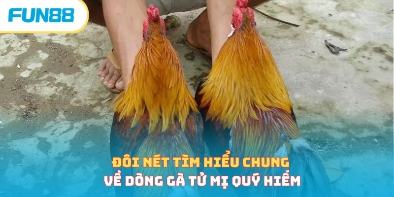 Gà Tử Mị - Linh Kê Quý Hiếm Trên Mọi Mặt Trận Chiến Trường
