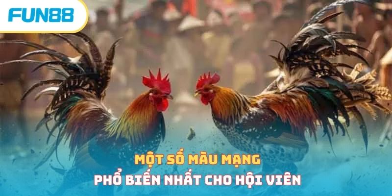 Xem Màu Mạng Gà Đúng Chuẩn Phong Thủy Mới Nhất 2026 