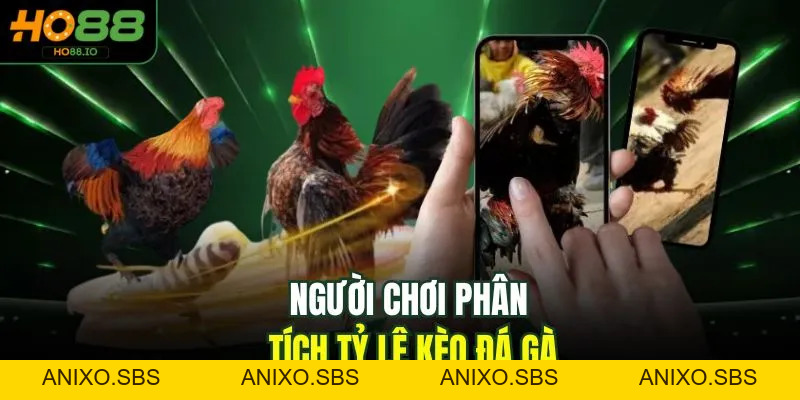 Đá Gà C3 - Bộ Môn Kịch Tính, Cuốn Hút Top 1 Tại HO88