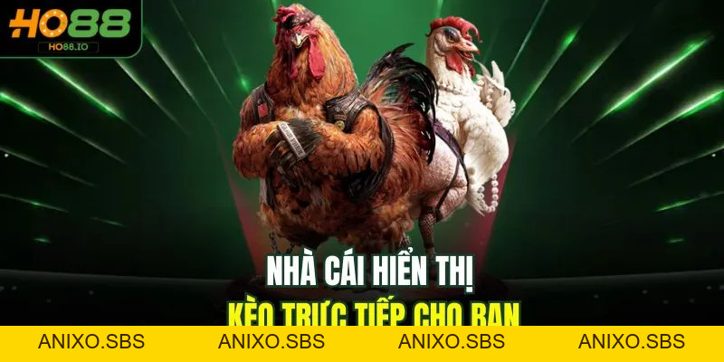 Đá Gà C3 - Bộ Môn Kịch Tính, Cuốn Hút Top 1 Tại HO88