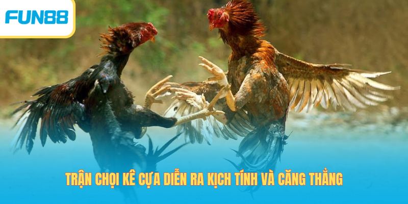 Đá Gà Miệt Vườn - Theo Dõi Trận Đấu Giao Tranh Đặc Sắc 2026