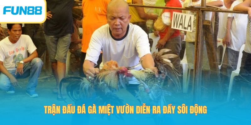 Đá Gà Miệt Vườn - Theo Dõi Trận Đấu Giao Tranh Đặc Sắc 2026